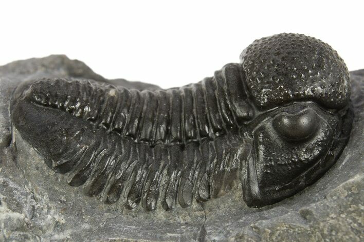 Large, Detailed Proetid (Gerastos) Trilobite Fossil - Morocco #331974